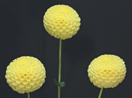 Dahlia ' YELLOW BABY '  (Pom.)   Lammerse  NL  1960   (ADS 7217)